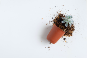 plant that fell over